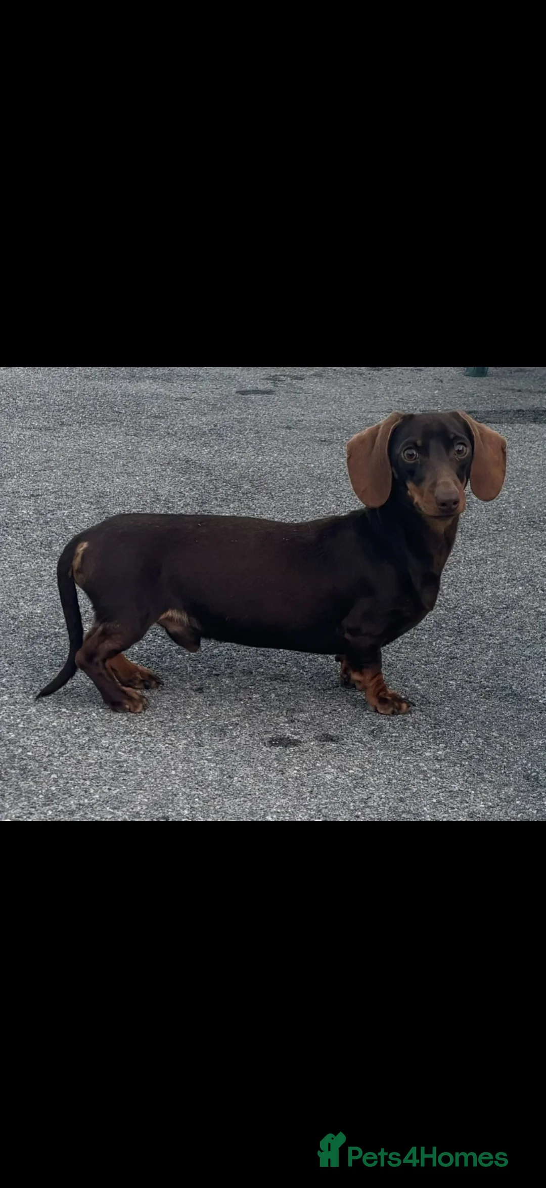 Miniature Dachshund dogs for stud: PROVEN KC MINIATURE DACHSHUND STUD  - Advert 2