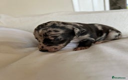 Whippet dogs for sale: Whippet/bedlington + whippet/collie - Image 3