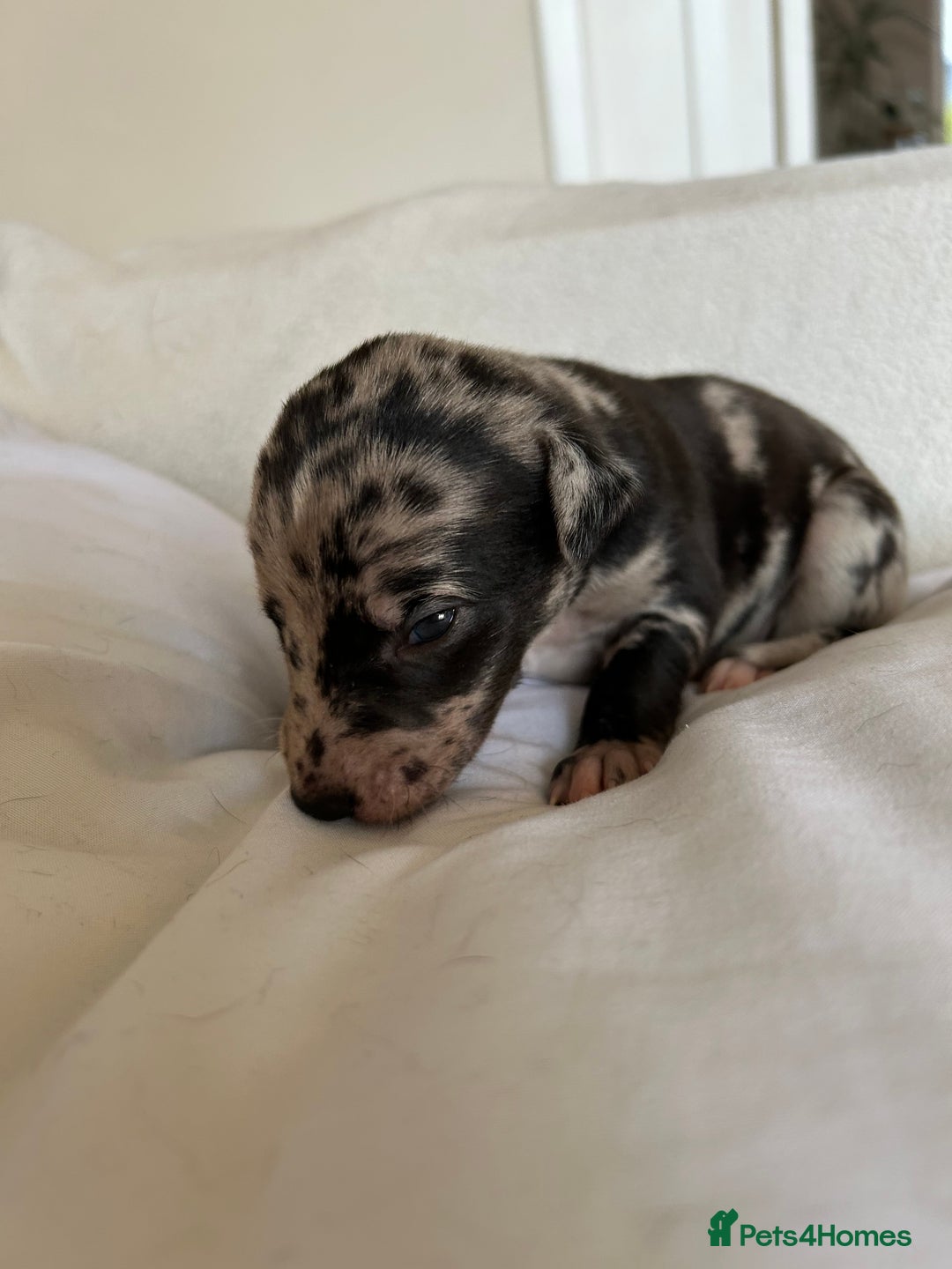 Whippet dogs for sale: Whippet/bedlington + whippet/collie - Image 3