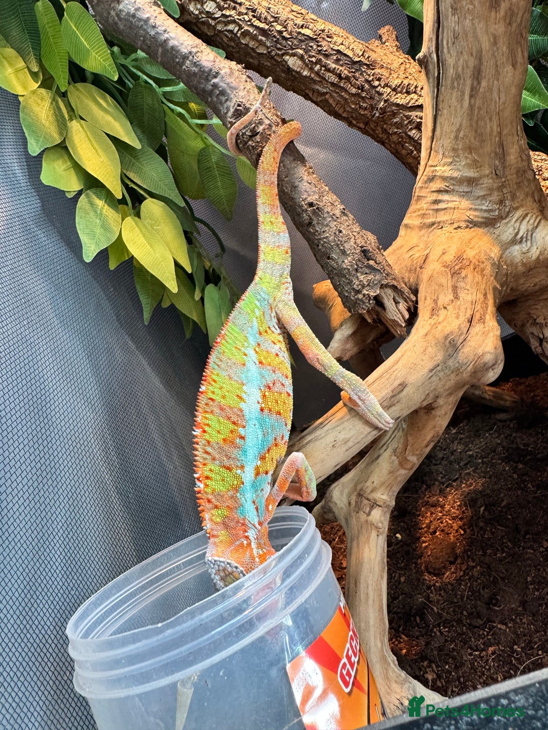 Chameleon reptiles for sale: Male panther chameleon with set up - Image 2