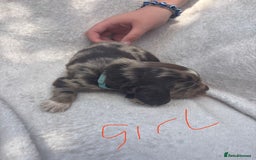 Cocker Spaniel dogs for sale: Merl cocker spaniel puppies  - Image 9