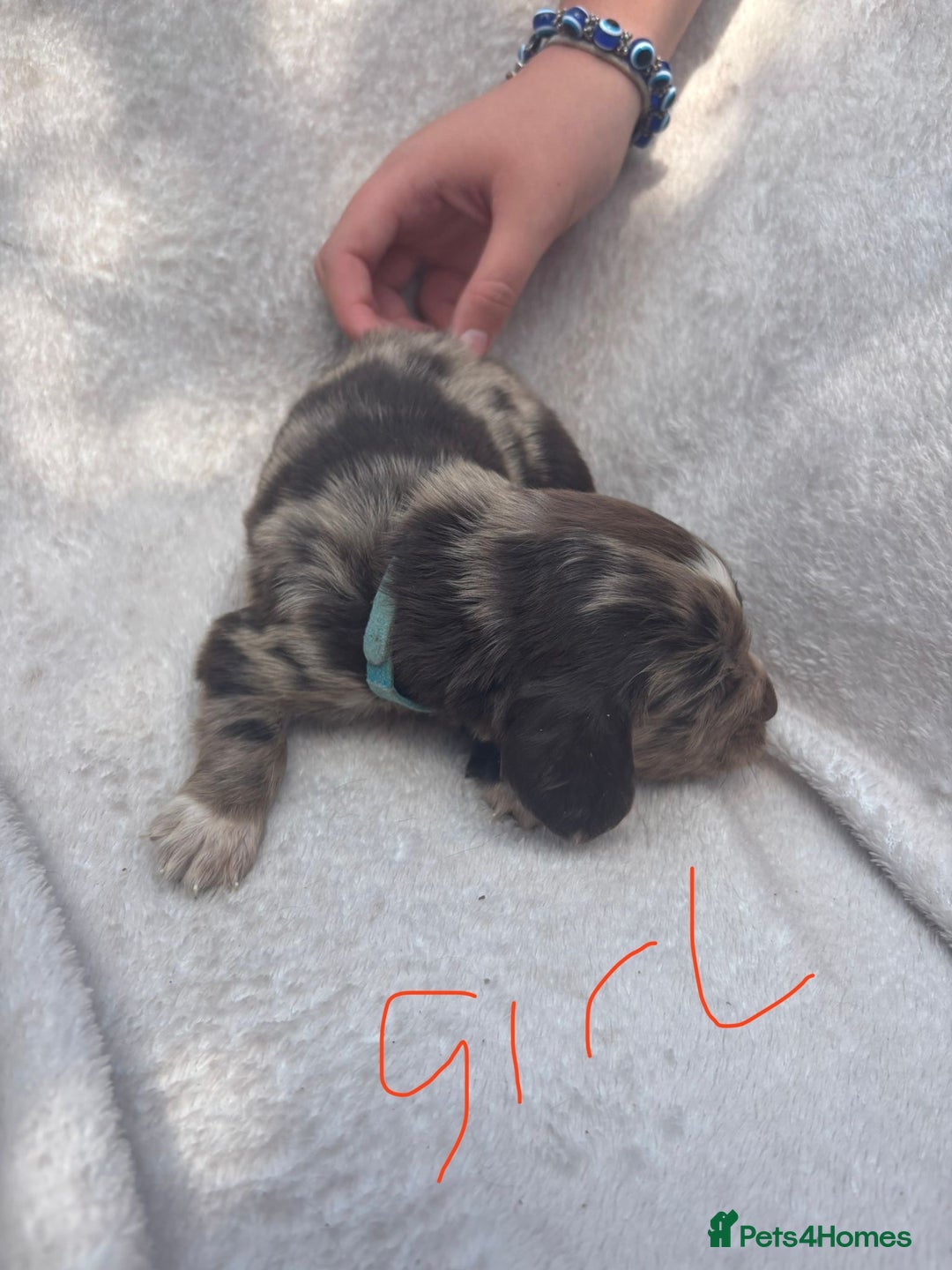 Cocker Spaniel dogs for sale: Merl cocker spaniel puppies  - Image 9