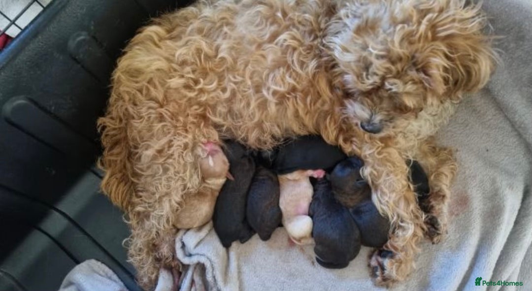 Miniature Poodle dogs for stud: Proven extensively health tested KC RED poodle in Swansea - Image 18