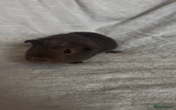 Guinea Pig rodents for sale: Californian x Swiss female guinea pig  - Image 3