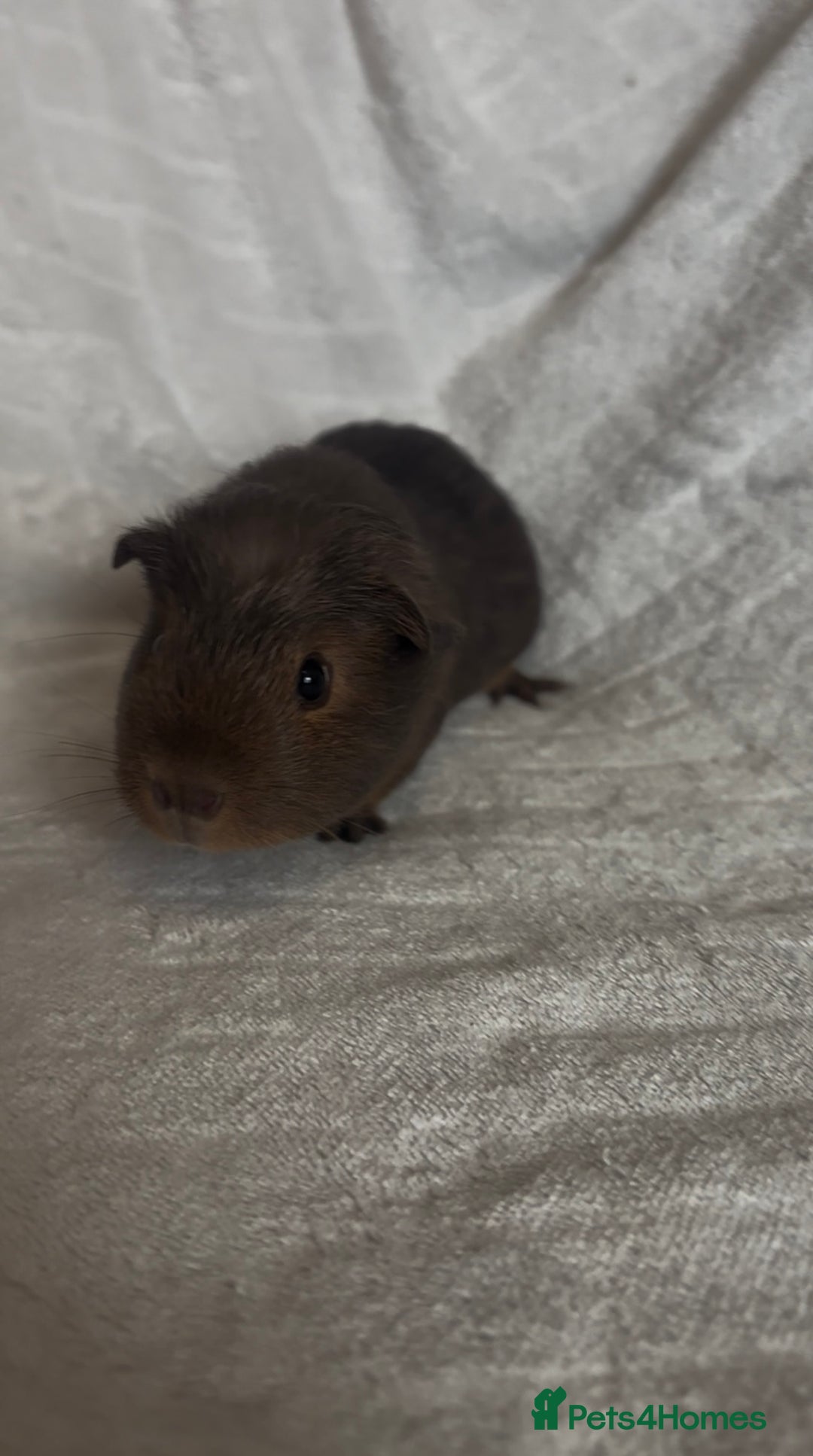 Guinea Pig rodents for sale: Californian x Swiss female guinea pig  - Image 3