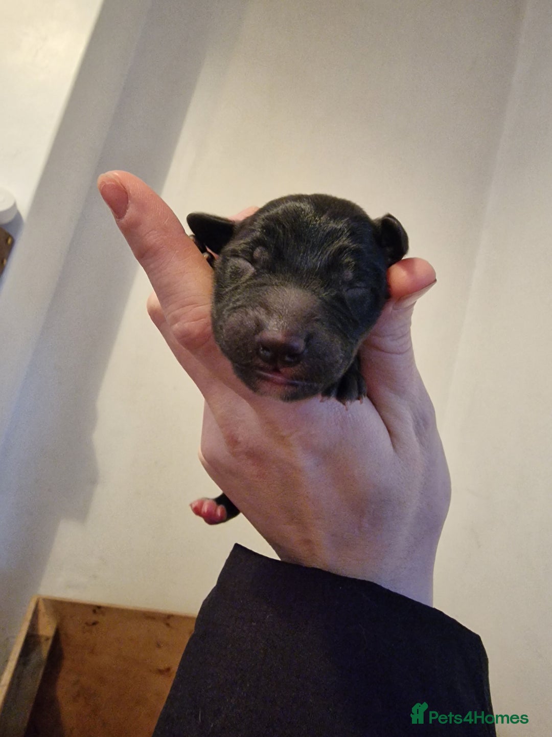 Mixed Breed dogs for sale: Highest Quality Bedlington Whippets  - Advert 13