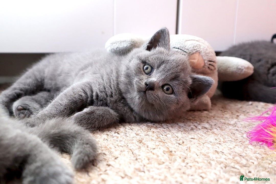 British Shorthair cats for sale: GORGEOUS GCCF REGISTERED BRITISH SHORTHAIR KITTENS - Image 3