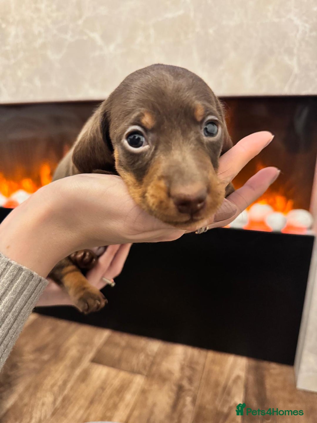 Miniature Dachshund dogs for sale: 2 chocolate miniature dachshund puppies  - Advert 5