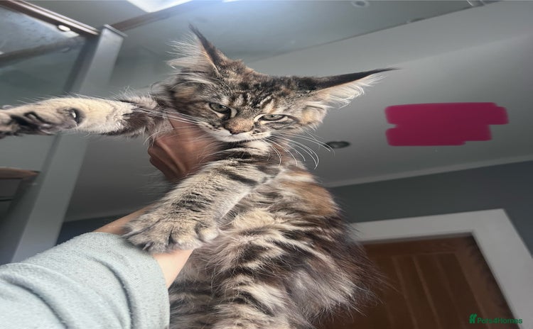 Maine Coon cats - Advert 3