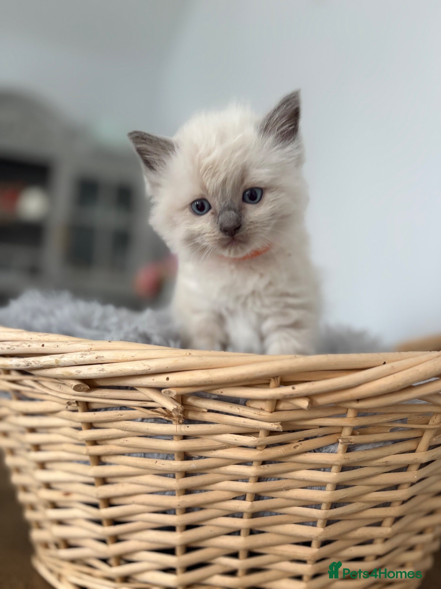 Ragdoll cats Beautiful Ragdoll Kittens – Health Tested Parents. - Advert 2