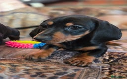 Miniature Dachshund dogs for sale: Quality mini dachshund dna clear - Advert 4