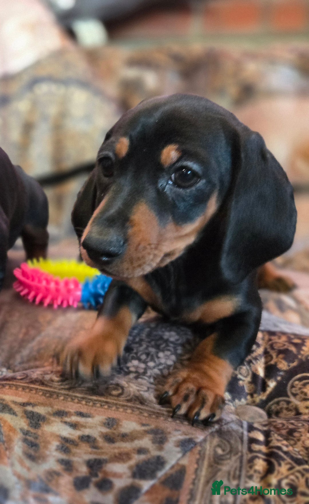 Miniature Dachshund dogs for sale: Quality mini dachshund dna clear - Advert 4
