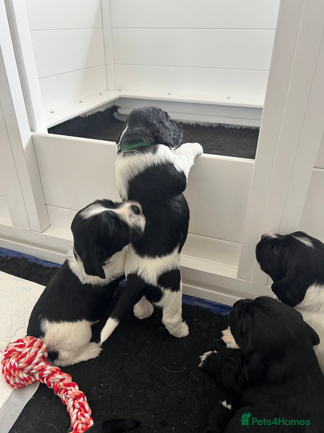 Sprocker dogs for sale: Sprocker Spaniel Puppies - Image 34