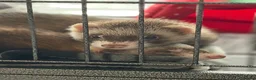 Ferret rodents for sale: 2 female ferrets plus cage, toys etc in Ellesmere Port - Advert 3