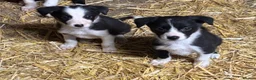 Border Collie dogs for sale: Ready Now - Border collie pups  - Advert 6