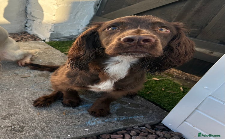 Cocker Spaniel dogs - Advert 11