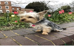 Yorkshire Terrier dogs for sale: lovely Yorkshire terrier - Advert 2