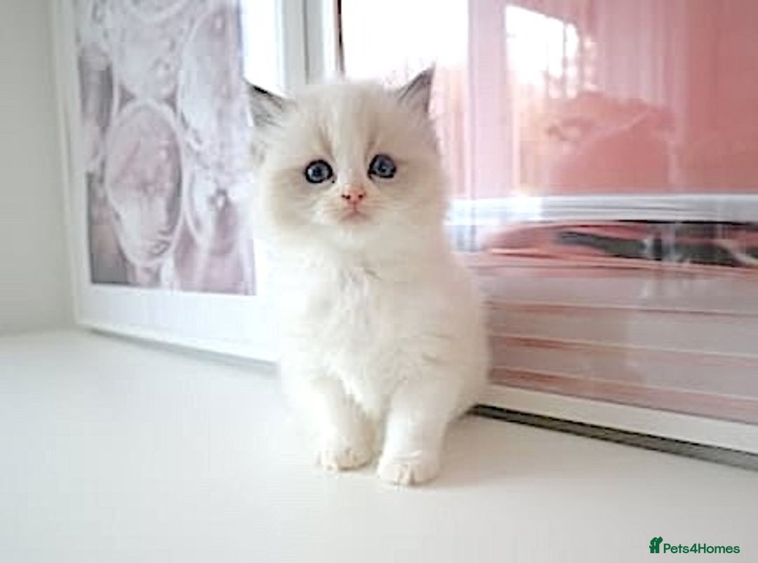 Ragdoll cats for sale: INDOOR FULL PEDIGREE RAGDOLL KITTENS - Advert 32