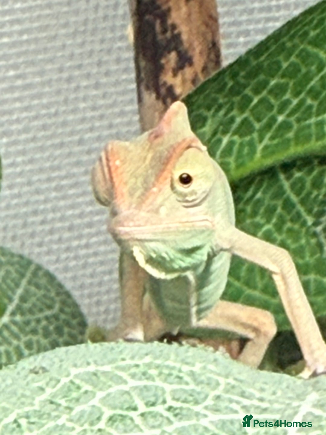 Chameleon reptiles for sale: Baby Yemen chameleons - Advert 8