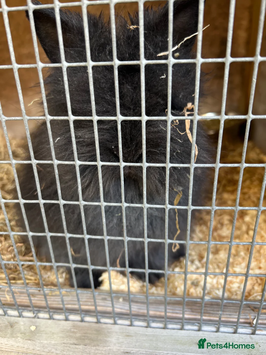 Lionhead rabbits for sale: Double maned Lionhead MALE  in Skipton - Advert 2