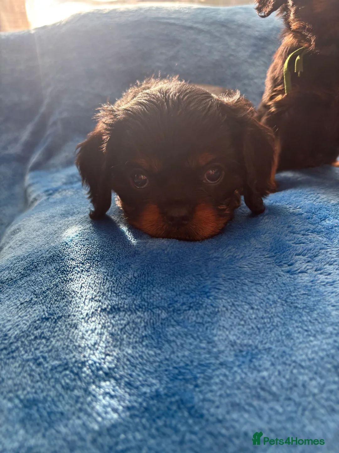 Cavalier King Charles Spaniel dogs for sale: Gorgeous KC Puppies Available  - Advert 11