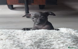Italian Greyhound dogs for sale: Italian Greyhound Puppies from Champion Lines - Image 17