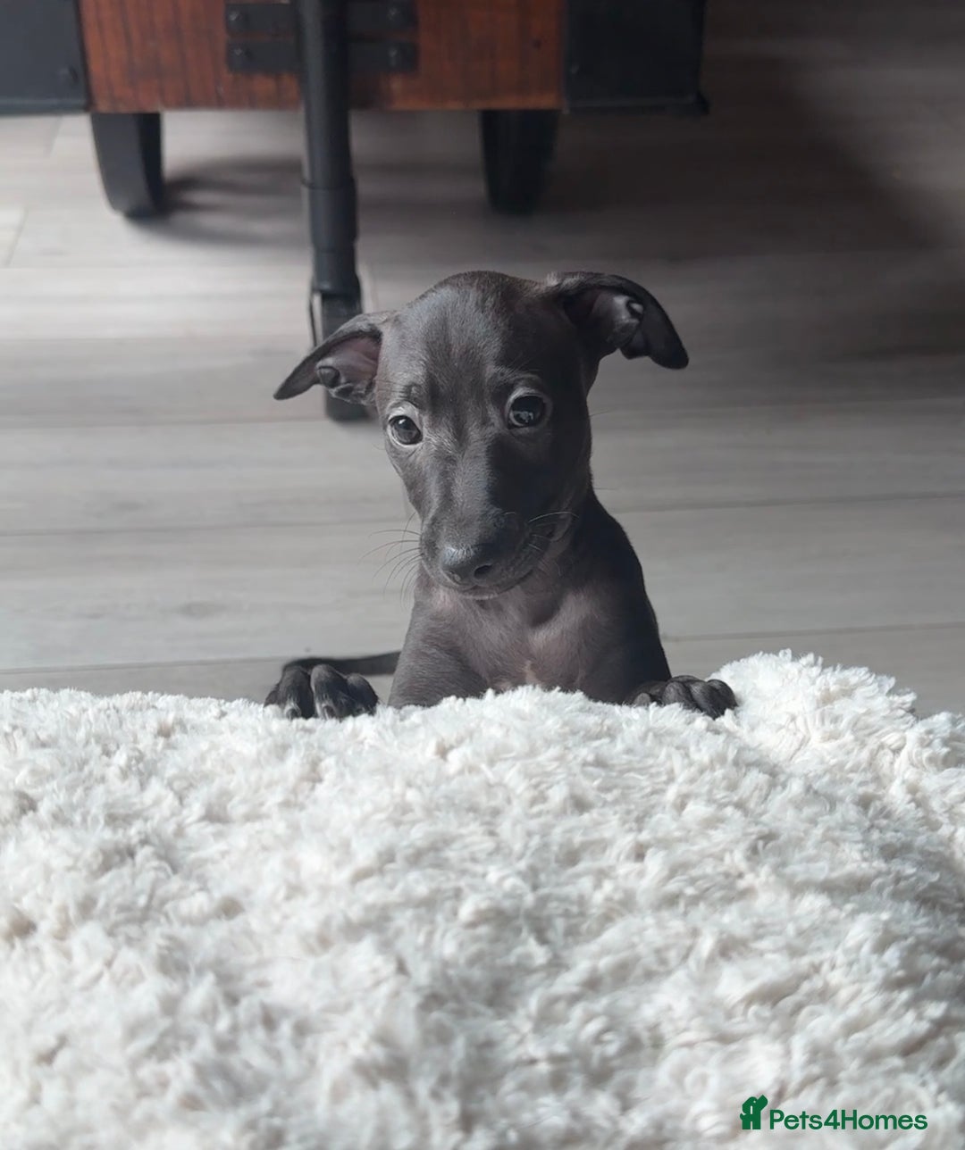 Italian Greyhound dogs for sale: Italian Greyhound Puppies from Champion Lines - Image 17