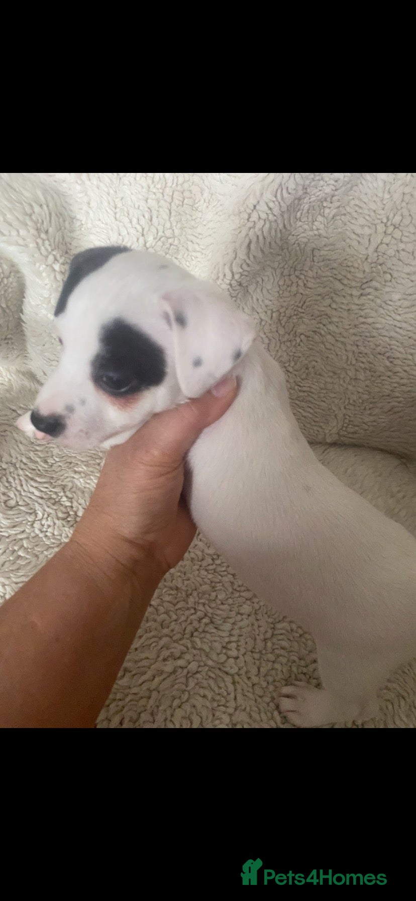 Jack Russell dogs Wenlock Jack Russell Rare Colour DNA Health Clear - Advert 2
