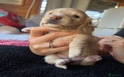 Dachshund dogs for sale:  Cream long haired miniature Dachshund - Image 3