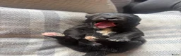 Mixed Breed dogs for sale: BEAUTIFUL MINI CORGIPOO PUPPIES  in Llanelli - Advert 34