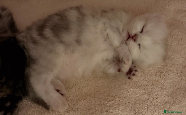 Ragdoll cats - Advert 15