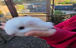 Guinea Pig rodents for sale: Long haired  - Advert 8