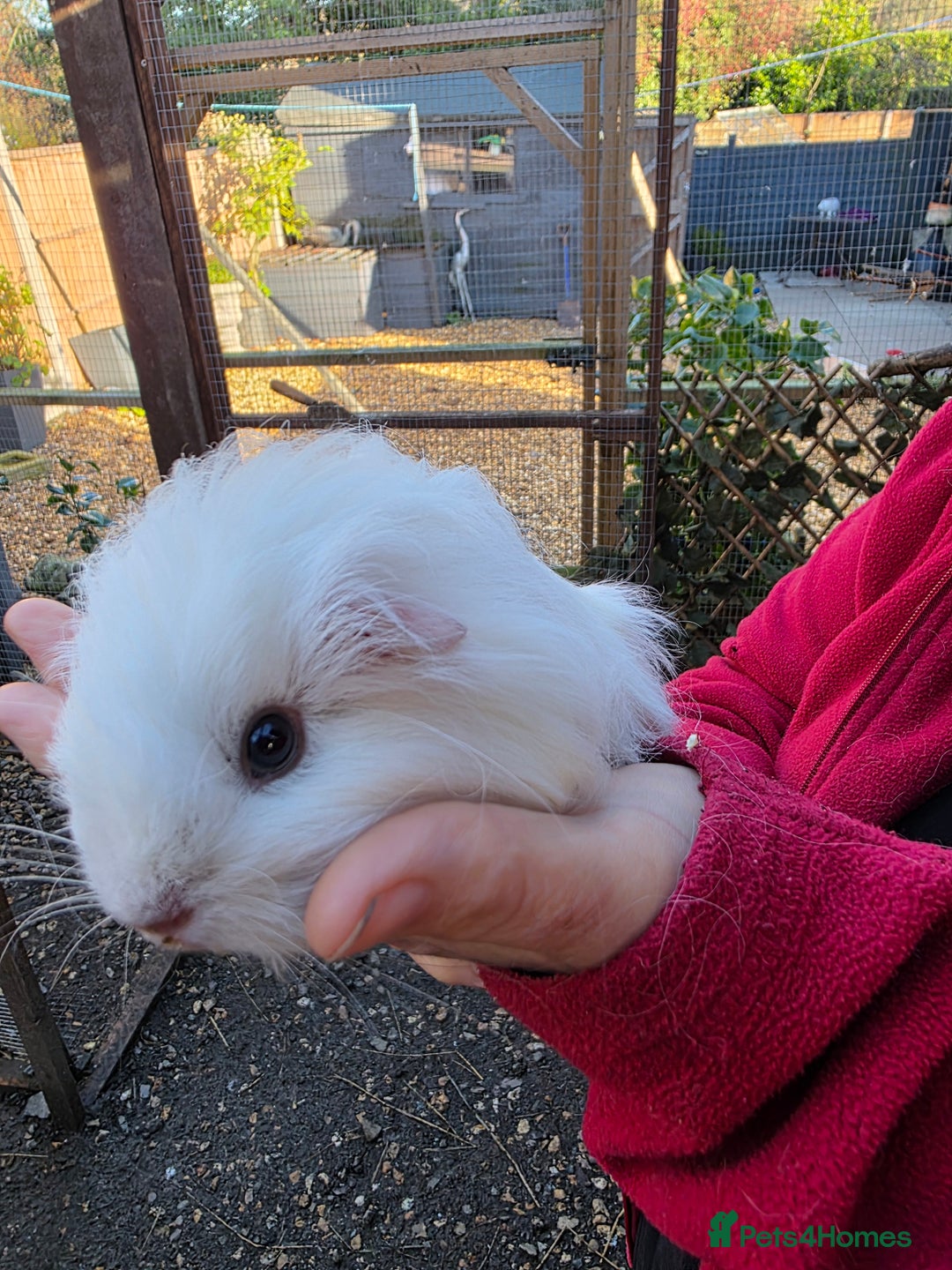 Guinea Pig rodents for sale: Long haired  - Advert 8
