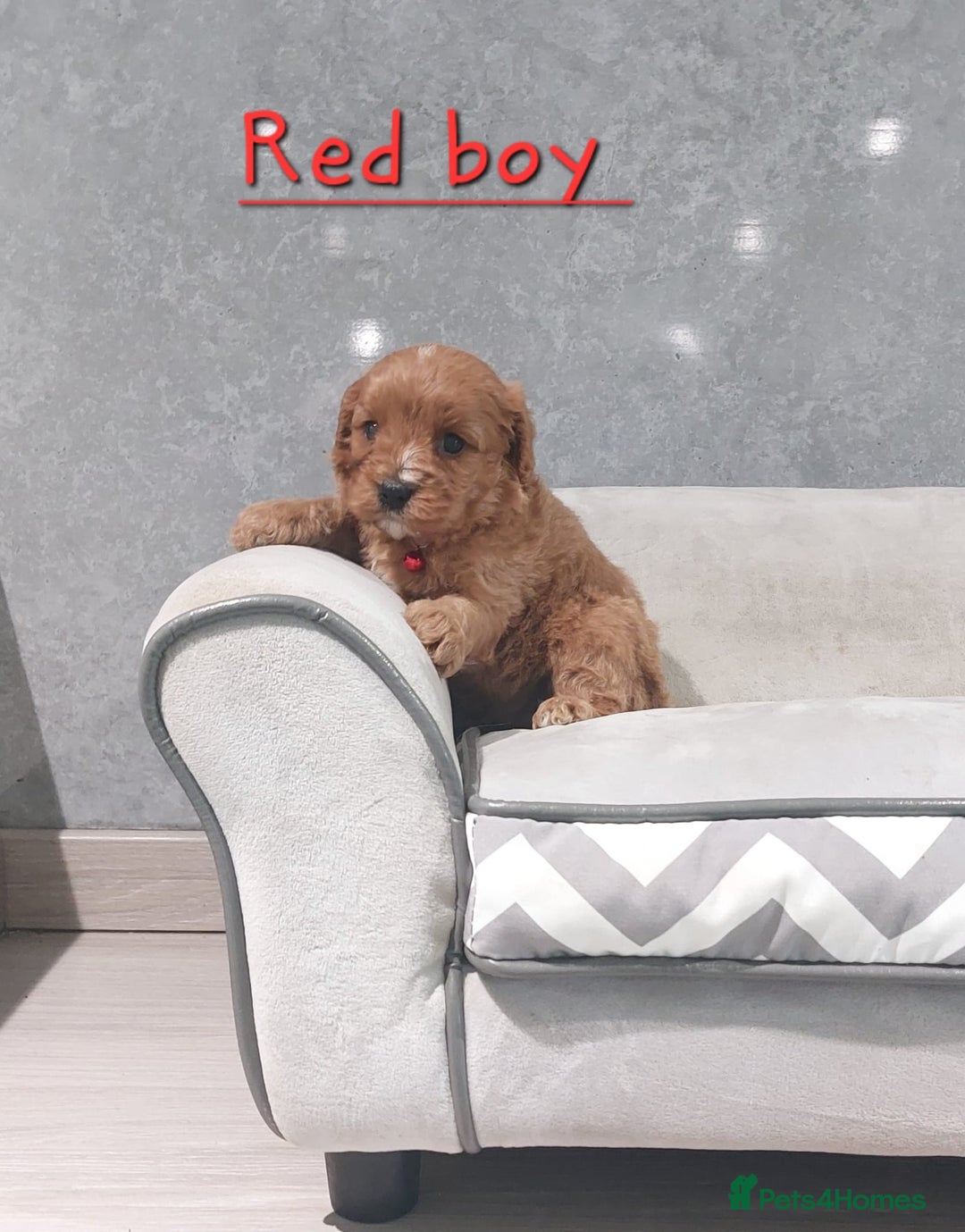 Cavapoo dogs for sale: Beautiful F1 Cavapoo puppies 🥰 - Advert 13