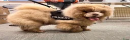 Chow Chow dogs for sale: ❤️🐾STUNNING CHOW CHOW PUPPIES  - Advert 2