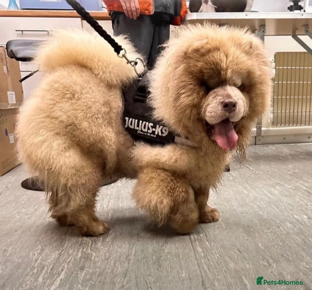 Chow Chow dogs for sale: ❤️🐾STUNNING CHOW CHOW PUPPIES  - Advert 2