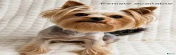 Yorkshire Terrier dogs for sale: Beautiful Male and female  - Advert 2