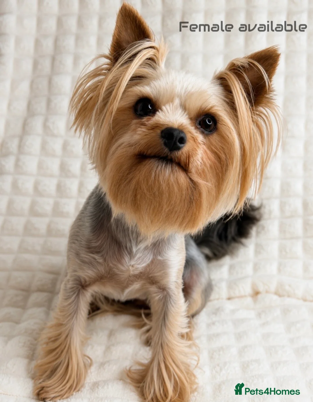 Yorkshire Terrier dogs for sale: Beautiful Male and female  - Advert 2