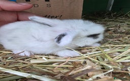 Mini Lop rabbits for sale: Full Mini Lop - Image 9