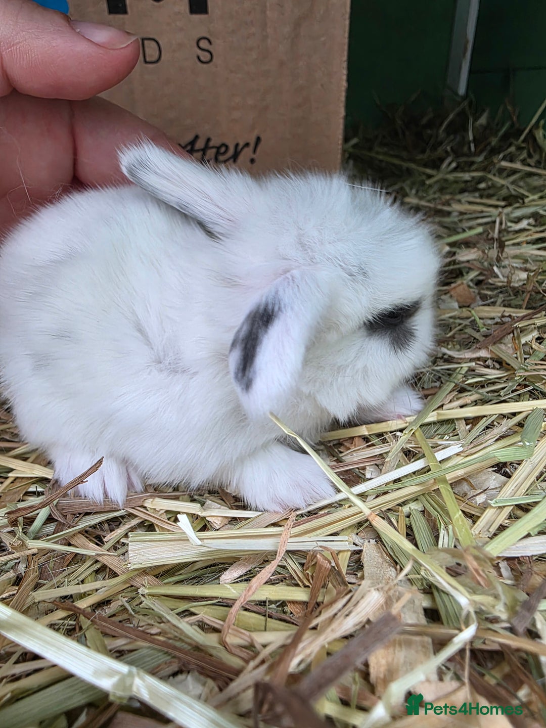 Mini Lop rabbits for sale: Full Mini Lop - Image 9