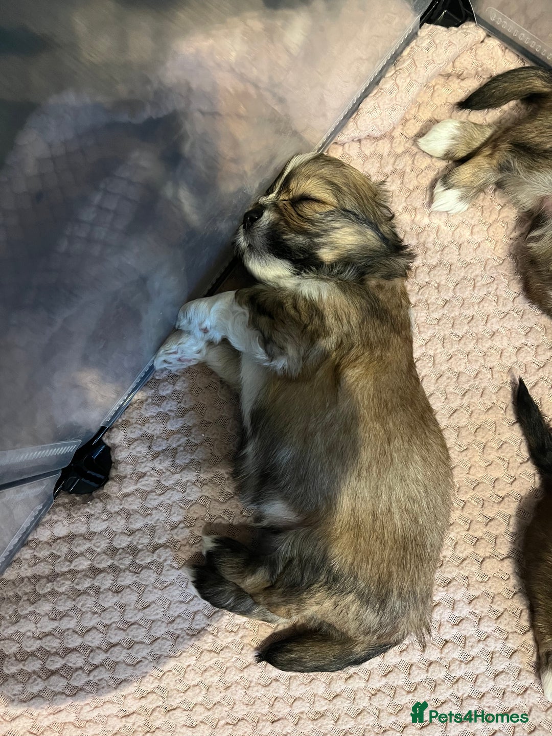 Lhasa Apso dogs for sale: Adorable pedigree Lhasa apso pups  - Image 14