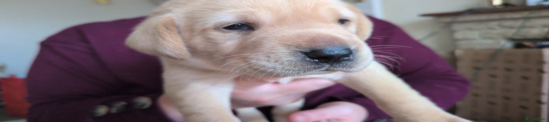 Labrador Retriever Puppy 4