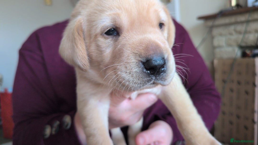 Labrador Retriever dogs for sale: Gorgeous Labrador puppies - Image 6