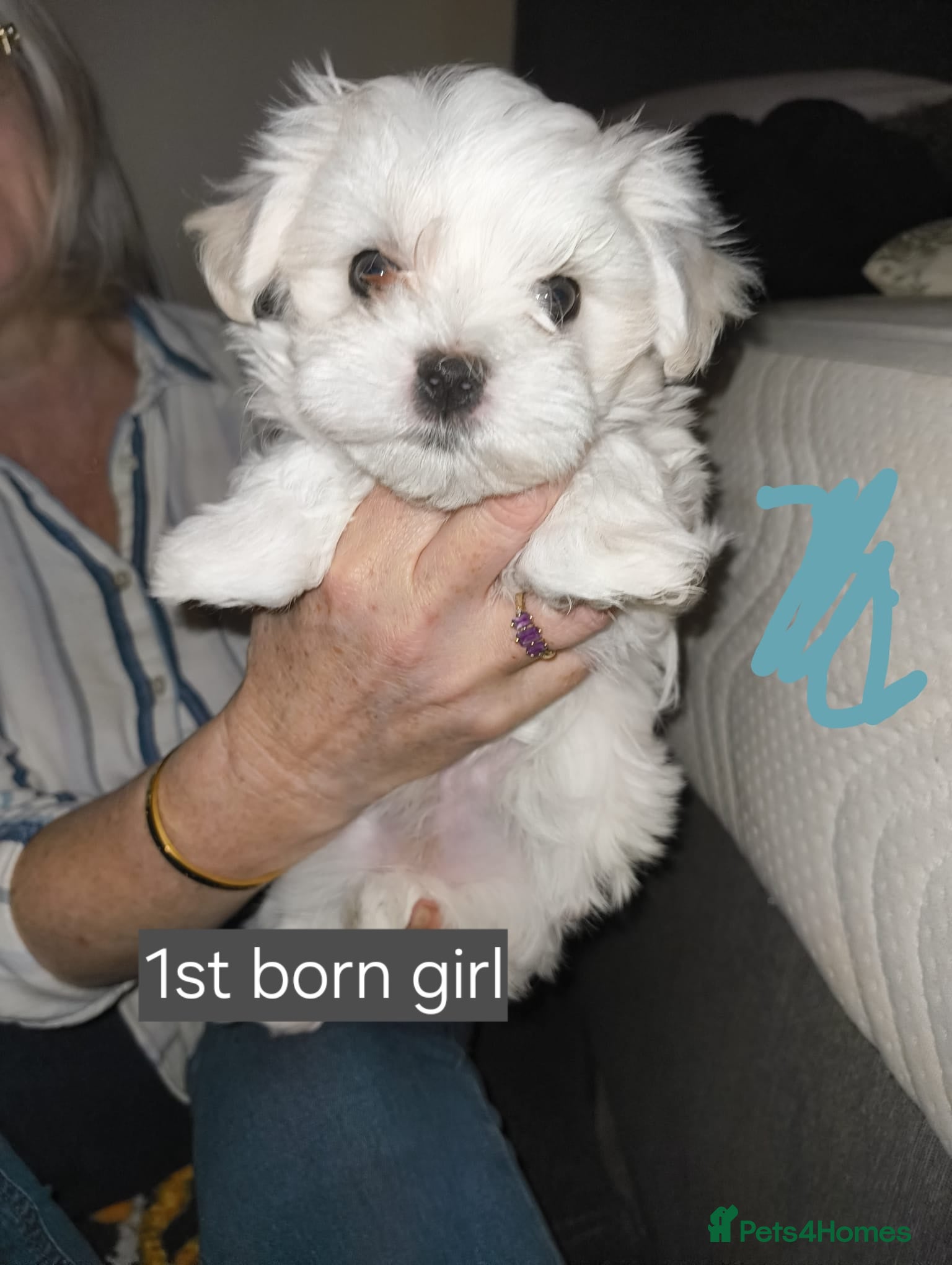 Maltese dogs Maltese Female Family Raised KC Ready to rehome  - Advert 8