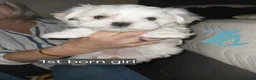 Maltese dogs for sale: Pedigree Maltese Female Fully vaccinated Ready   - Advert 2