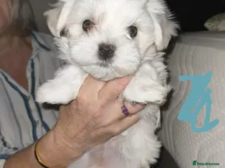 Maltese dogs Maltese Female Family Raised KC Ready to rehome - Advert 6