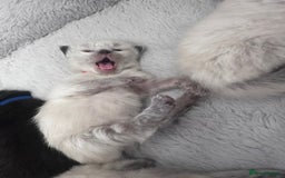 Siberian cats for sale: Full Siberian Litter. Quick sales before holiday - Image 4