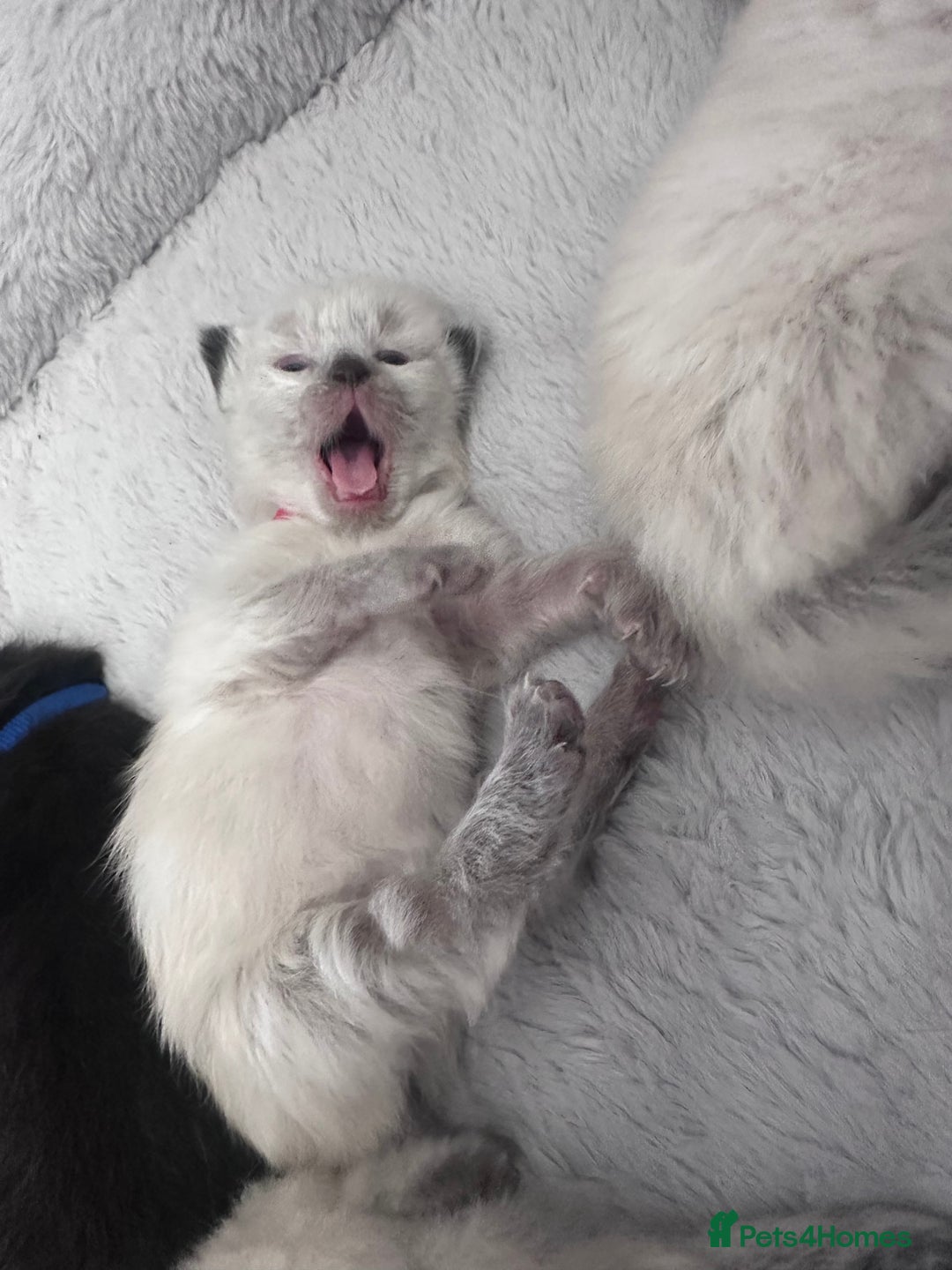 Siberian cats for sale: Full Siberian Litter. Quick sales before holiday - Image 4