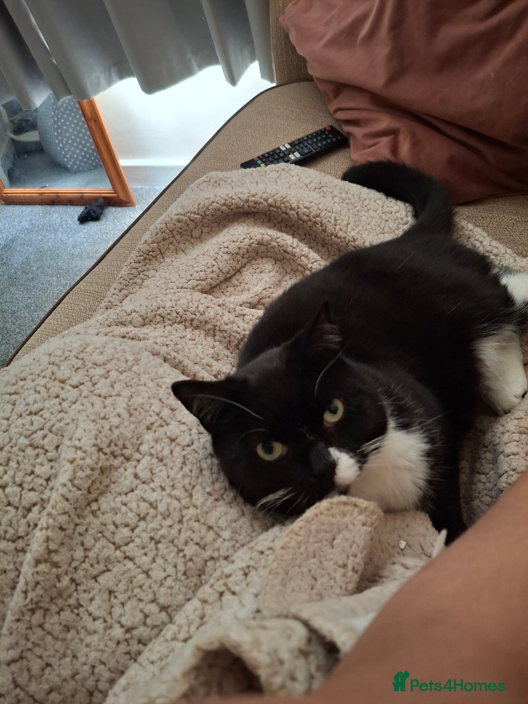 British Shorthair cats for sale: Cat for sale/ free - Image 1