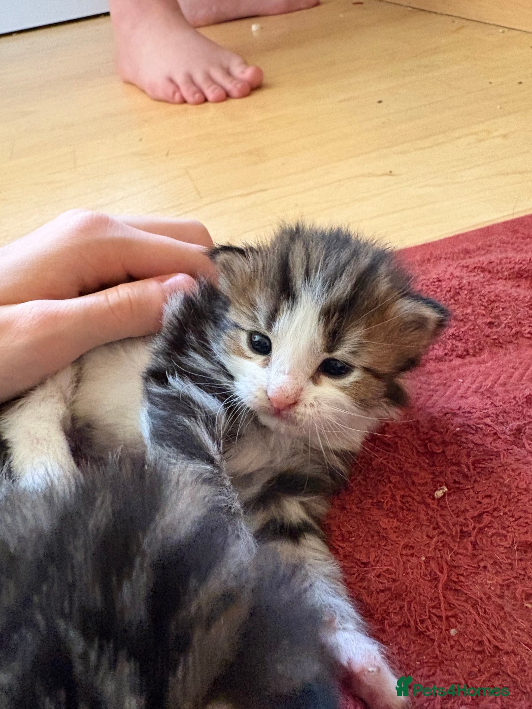 British Shorthair cats for sale: 11 SHORTHAIRED AND LONGHAIRED KITTENS - Image 35
